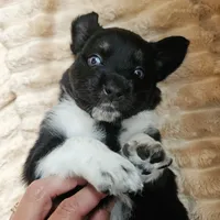 Oreo, a female Australian Shepherd for sale in Uxbridge, MA – 3 of 9