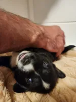Black Beauty , a female Australian Shepherd for sale in Uxbridge, MA – 3 of 8
