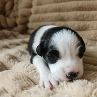 Phantom , a male Australian Shepherd for sale in Uxbridge, MA – 3 of 7