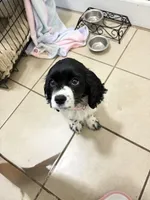 Lucy , a female Cocker Spaniel for sale in Milwaukee, WI – Photo 4 of 7