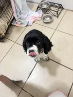 Lucy , a female Cocker Spaniel for sale in Milwaukee, WI – Photo 3 of 7