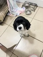 Lucy , a female Cocker Spaniel for sale in Milwaukee, WI – Photo 2 of 7