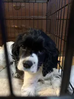 Lucy , a female Cocker Spaniel for sale in Milwaukee, WI – Photo 1 of 7