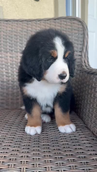 Red Boy, a male Bernese Mountain Dog for sale in Woodcrest, CA – 3 of 3