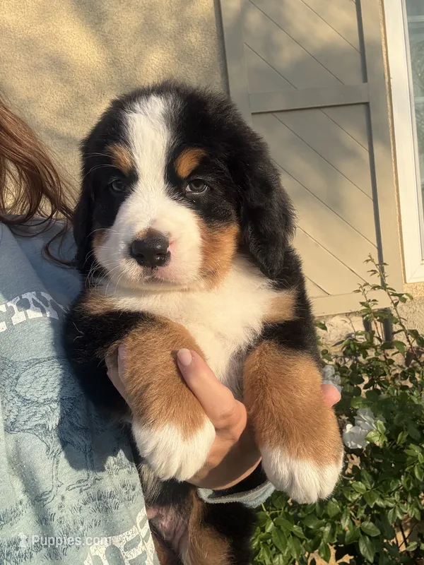 Red Boy – Bernese Mountain Dog puppy for sale in Woodcrest, CA