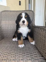 Red Boy, a male Bernese Mountain Dog for sale in Woodcrest, CA – 2 of 3