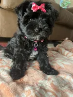 Pepper , a female Yorkipoo for sale in Memphis, TN – 3 of 3