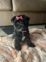 Pepper , a female Yorkipoo for sale in Memphis, TN – 2 of 3