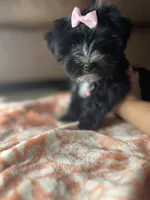 Paisley , a female Yorkipoo for sale in Memphis, TN – 3 of 3