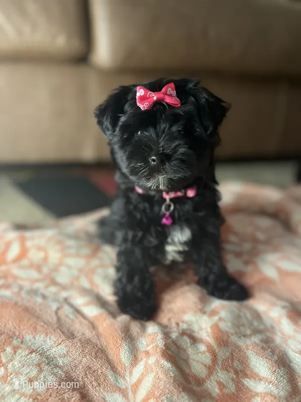 Pepper  – Yorkipoo puppy for sale in Memphis, TN