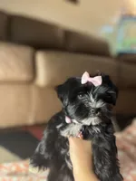 Paisley , a female Yorkipoo for sale in Memphis, TN – 1 of 3