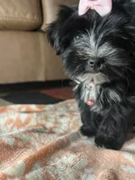 Paisley , a female Yorkipoo for sale in Memphis, TN – 2 of 3