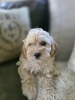 Rosie, a female Bichpoo for sale in Somerset, KY – 6 of 6