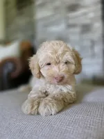Rusty, a male Bichpoo for sale in Somerset, KY – 4 of 5