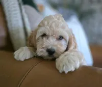Rosie, a female Bichpoo for sale in Somerset, KY – 2 of 6