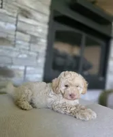 Rusty, a male Bichpoo for sale in Somerset, KY – 2 of 5