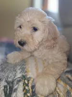 RosaLee, a female Bichpoo for sale in Somerset, KY – 7 of 9