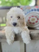 Raj The Teddy Bear Bichpoo!, a male Bichon Frise and Poodle - Miniature  for sale in Somerset, KY – 4 of 4