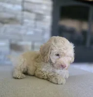 Rusty, a male Bichpoo for sale in Somerset, KY – 3 of 5