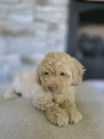Rusty, a male Bichpoo for sale in Somerset, KY – 1 of 5