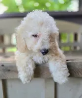 Raj The Teddy Bear Bichpoo!, a male Bichon Frise and Poodle - Miniature  for sale in Somerset, KY – 3 of 4