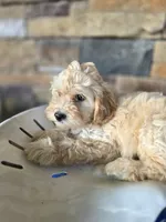 Rosie, a female Bichpoo for sale in Somerset, KY – 5 of 6