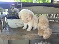 Queenie, a female Bichpoo for sale in Somerset, KY – 3 of 3