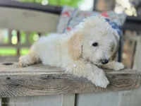 Raj The Teddy Bear Bichpoo!, a male Bichon Frise and Poodle - Miniature  for sale in Somerset, KY – 2 of 4