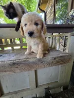 Lindy, a male Bichpoo for sale in Somerset, KY – 3 of 4