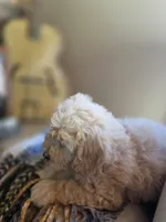 RosaLee, a female Bichpoo for sale in Somerset, KY – 9 of 9