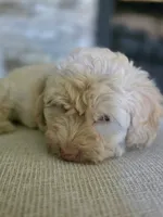 Rusty, a male Bichpoo for sale in Somerset, KY – 5 of 5