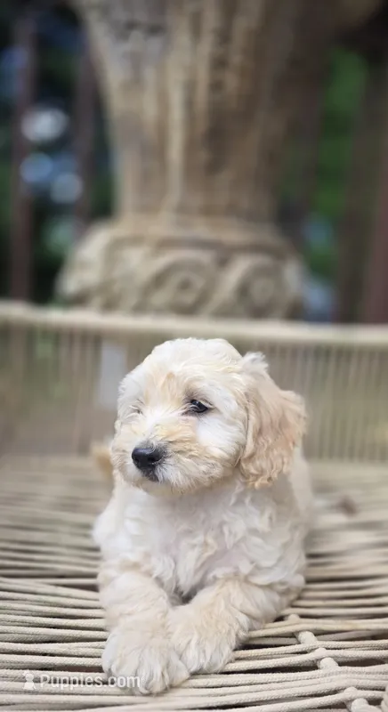 RosaLee – Bichpoo puppy for sale in Somerset, KY