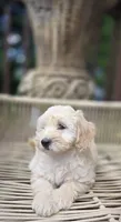 RosaLee, a female Bichpoo for sale in Somerset, KY – 1 of 9