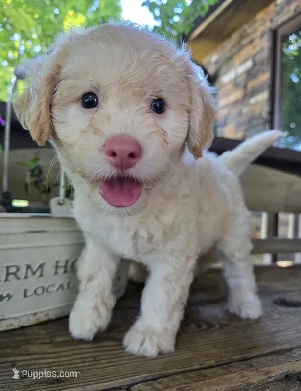 Queenie – Bichpoo puppy for sale in Somerset, KY
