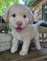 Queenie, a female Bichpoo for sale in Somerset, KY – 1 of 3