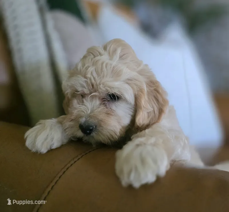 Rosie – Bichpoo puppy for sale in Somerset, KY
