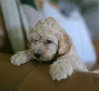 Rosie, a female Bichpoo for sale in Somerset, KY – 1 of 6