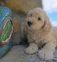 RosaLee, a female Bichpoo for sale in Somerset, KY – 4 of 9