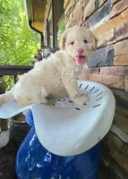 Queenie, a female Bichpoo for sale in Somerset, KY – 2 of 3