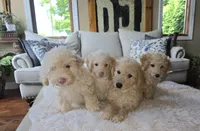 Lindy, a male Bichpoo for sale in Somerset, KY – 2 of 4