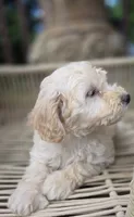 RosaLee, a female Bichpoo for sale in Somerset, KY – 5 of 9