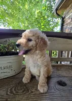 Lindy, a male Bichpoo for sale in Somerset, KY – 1 of 4