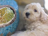 RosaLee, a female Bichpoo for sale in Somerset, KY – 2 of 9