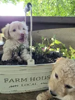 Lindy, a male Bichpoo for sale in Somerset, KY – 4 of 4