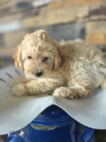 Rosie, a female Bichpoo for sale in Somerset, KY – 4 of 6