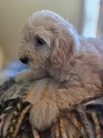RosaLee, a female Bichpoo for sale in Somerset, KY – 8 of 9
