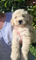 RosaLee, a female Bichpoo for sale in Somerset, KY – 3 of 9