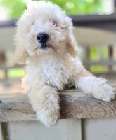 Raj The Teddy Bear Bichpoo!, a male Bichon Frise and Poodle - Miniature  for sale in Somerset, KY – 1 of 4
