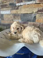 Rosie, a female Bichpoo for sale in Somerset, KY – 3 of 6