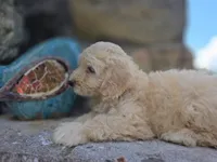 RosaLee, a female Bichpoo for sale in Somerset, KY – 6 of 9